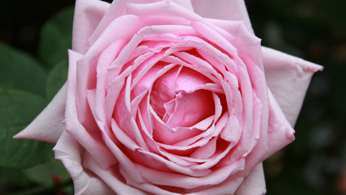 rose_guillot_fils_p