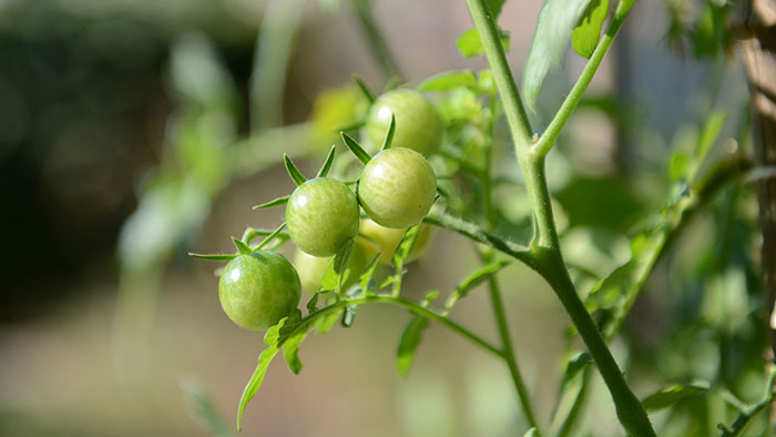 Une grappe de tomates cerise