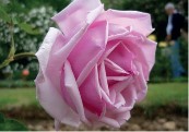 Rosier la France Guillot-Fils 